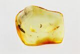Detailed Fossil Wasp (Torymidae) in Baltic Amber #335684-1